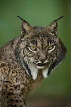 Spanish Lynx (Lynx pardinus) portrait, Spain