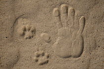 Spanish Lynx (Lynx pardinus) track and human hand print, Donana National Park, Huelva, Andalusia, Spain