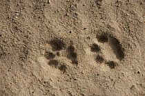 Spanish Lynx (Lynx pardinus) tracks, Donana National Park, Huelva, Andalusia, Spain
