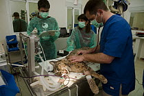 Spanish Lynx (Lynx pardinus) undergoing a thorough medical check-up after having shown signs of lethargy and general loss of condition, El Acebuche Breeding Center, Matalascanas, Donana National Park,...