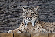 Spanish Lynx (Lynx pardinus) portrait, El Acebuche Breeding Center, Matalascanas, Donana National Park, Huelva, Andalusia, Spain