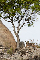 Spanish Lynx (Lynx pardinus) male, one year old, who has recently lost his GPS collar, Sierra de Andujar Natural Park, Andalusia, Spain