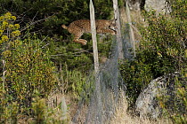 Spanish Lynx (Lynx pardinus) male jumping over fence that keeps other predators out but harbors rabbits for the lynx to prey upon, Sierra de Andujar Natural Park, Andalusia, Spain. Sequence 1 of 3