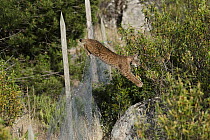 Spanish Lynx (Lynx pardinus) male jumping over fence that keeps other predators out but harbors rabbits for the lynx to prey upon, Sierra de Andujar Natural Park, Andalusia, Spain. Sequence 3 of 3