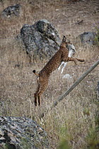 Spanish Lynx (Lynx pardinus) male, one year old, with GPS tracking collar and European Rabbit (Oryctolagus cuniculus) he has just caught, jumping over fence, Sierra de Andujar Natural Park, Andalusia,...