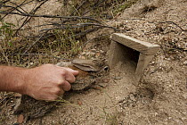 European Rabbit (Oryctolagus cuniculus) being released at a rabbit breeding enclosure to augment rabbit densities in areas where they are below threshold for lynx sustainability, Sierra de Morena Park...