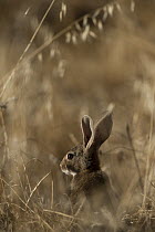 European Rabbit (Oryctolagus cuniculus), Sierra de Andujar Natural Park, Andalusia, Spain