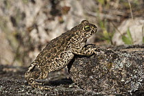 Natterjack Toad (Epidalea calamita), Sierra de Andujar Natural Park, Andalusia, Spain