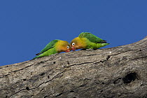 Fischer's Lovebird (Agapornis fischeri) pair foraging, Ngorongoro Conservation Area, Tanzania