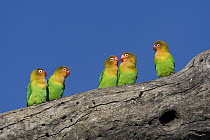 Fischer's Lovebird (Agapornis fischeri) group on branch, Ngorongoro Conservation Area, Tanzania