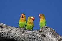 Fischer's Lovebird (Agapornis fischeri) trio on branch, Ngorongoro Conservation Area, Tanzania