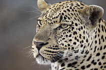 Leopard (Panthera pardus) portrait, Malamala Game Reserve, South Africa