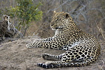 Leopard (Panthera pardus) reclining, Malamala Game Reserve, South Africa