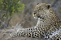 Leopard (Panthera pardus), Malamala Game Reserve, South Africa
