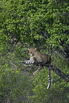 Leopard (Panthera pardus) resting in tree, Masai Mara, Kenya