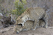 Leopard (Panthera pardus) pair mating, Malamala Game Reserve, South Africa