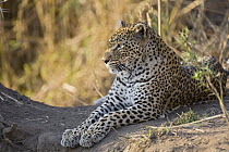 Leopard (Panthera pardus) resting, Malamala Game Reserve, South Africa