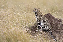 Leopard (Panthera pardus) on termite mound overlooking savanna, Masai Mara, Kenya