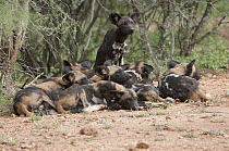 African Wild Dog (Lycaon pictus) group resting with one keeping watch, Mpala Research Centre, Kenya
