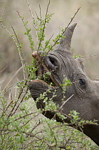 Black Rhinoceros (Diceros bicornis) using prehensile lip to browse arid shrubbery, Lewa Wildlife Conservancy, Kenya