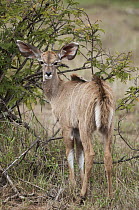 Greater Kudu (Tragelaphus strepsiceros) calf, Mpala Research Centre, Kenya