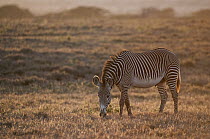 Grevy's Zebra (Equus grevyi) grazing, Lewa Wildlife Conservancy, Kenya