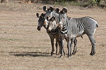 Grevy's Zebra (Equus grevyi) mothers and foals, Mpala Research Centre, Kenya