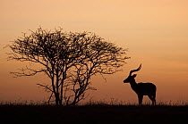 Impala (Aepyceros melampus) male with dawn sky, Loisaba Wilderness, Kenya