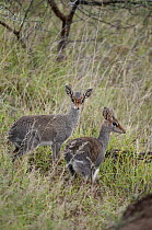 Kirk's Dik-dik (Madoqua kirkii) pair, Ol Malo Wildlife Sanctuary, Kenya