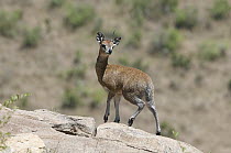 Klipspringer (Oreotragus oreotragus) on rocks, Kenya