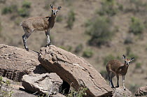 Klipspringer (Oreotragus oreotragus) pair on rocks, Kenya