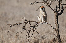 Patas Monkey (Erythrocebus patas) on the lookout, Borana Ranch, Kenya