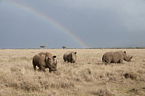 White Rhinoceros (Ceratotherium simum) trio in grassland with rainbow, Lewa Wildlife Conservancy, Kenya