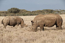 White Rhinoceros (Ceratotherium simum) pair grazing, Lewa Wildlife Conservancy, Kenya