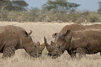 White Rhinoceros (Ceratotherium simum) male and female, Lewa Wildlife Conservancy, Kenya