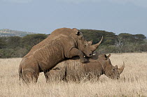 White Rhinoceros (Ceratotherium simum) pair mating, Lewa Wildlife Conservancy, Kenya