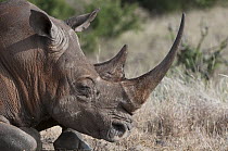 White Rhinoceros (Ceratotherium simum) showing large horn, Lewa Wildlife Conservancy, Kenya