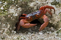 Christmas Island Red Crab (Gecarcoidea natalis) male awaits females in front of its mating burrow, Christmas Island, Indian Ocean, Territory of Australia