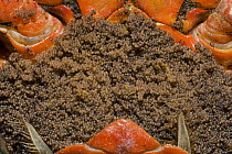 Christmas Island Red Crab (Gecarcoidea natalis) eggs in females opened brood pouch shortly before spawning, Christmas Island, Indian Ocean, Territory of Australia