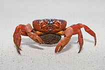 Christmas Island Red Crab (Gecarcoidea natalis) female with eggs shortly before spawning, Christmas Island, Indian Ocean, Territory of Australia