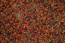 Christmas Island Red Crab (Gecarcoidea natalis) mass arriving at coast for spawning, Christmas Island, Indian Ocean, Territory of Australia
