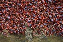 Christmas Island Red Crab (Gecarcoidea natalis) mass arriving at coast for spawning, Christmas Island, Indian Ocean, Territory of Australia