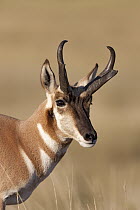 Pronghorn Antelope (Antilocapra americana) portrait, South Dakota