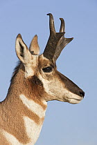 Pronghorn Antelope (Antilocapra americana) buck in profile, South Dakota