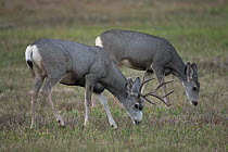 Mule Deer (Odocoileus hemionus) doe and buck grazing, South Dakota