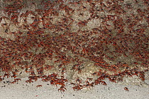 Christmas Island Red Crab (Gecarcoidea natalis) mass shortly before spawning, Christmas Island, Indian Ocean, Territory of Australia
