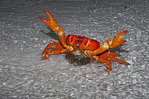 Christmas Island Red Crab (Gecarcoidea natalis) female spawning in shallow water near beach, Christmas Island, Indian Ocean, Territory of Australia