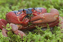 Christmas Island Red Crab (Gecarcoidea natalis) feeding on foliage, Christmas Island, Indian Ocean, Territory of Australia