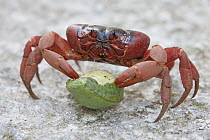 Christmas Island Red Crab (Gecarcoidea natalis) feeding on Tahitian Chestnut (Inocarpus fagifer) fruit, Christmas Island, Indian Ocean, Territory of Australia