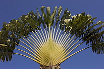 Travelers Palm (Ravenala madagascariensis), Christmas Island, Indian Ocean, Territory of Australia